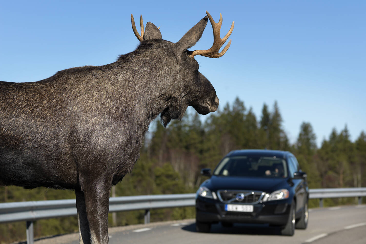 Volvo’s safety lab includes 500kg of fake moose