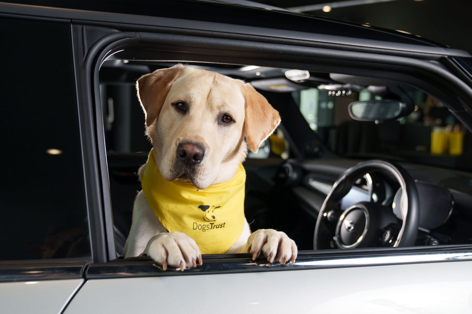 Car News | MINI wants your dog to travel happy | CompleteCar.ie